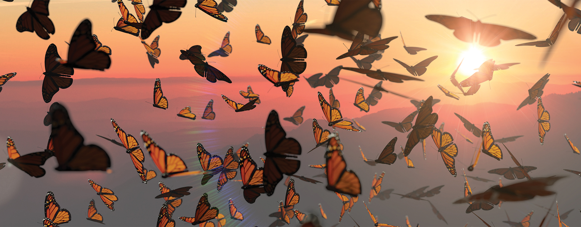 butterflies